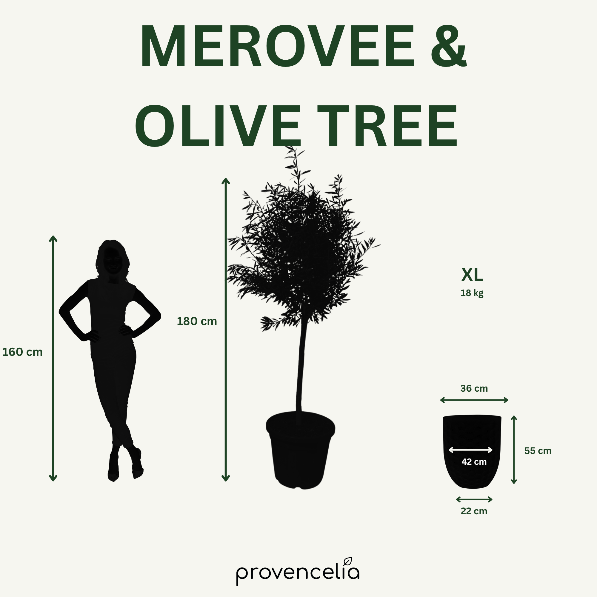 Olivenbaum schlanker Stamm – Detailansicht, Pflanzkübel MEROVEE Jade