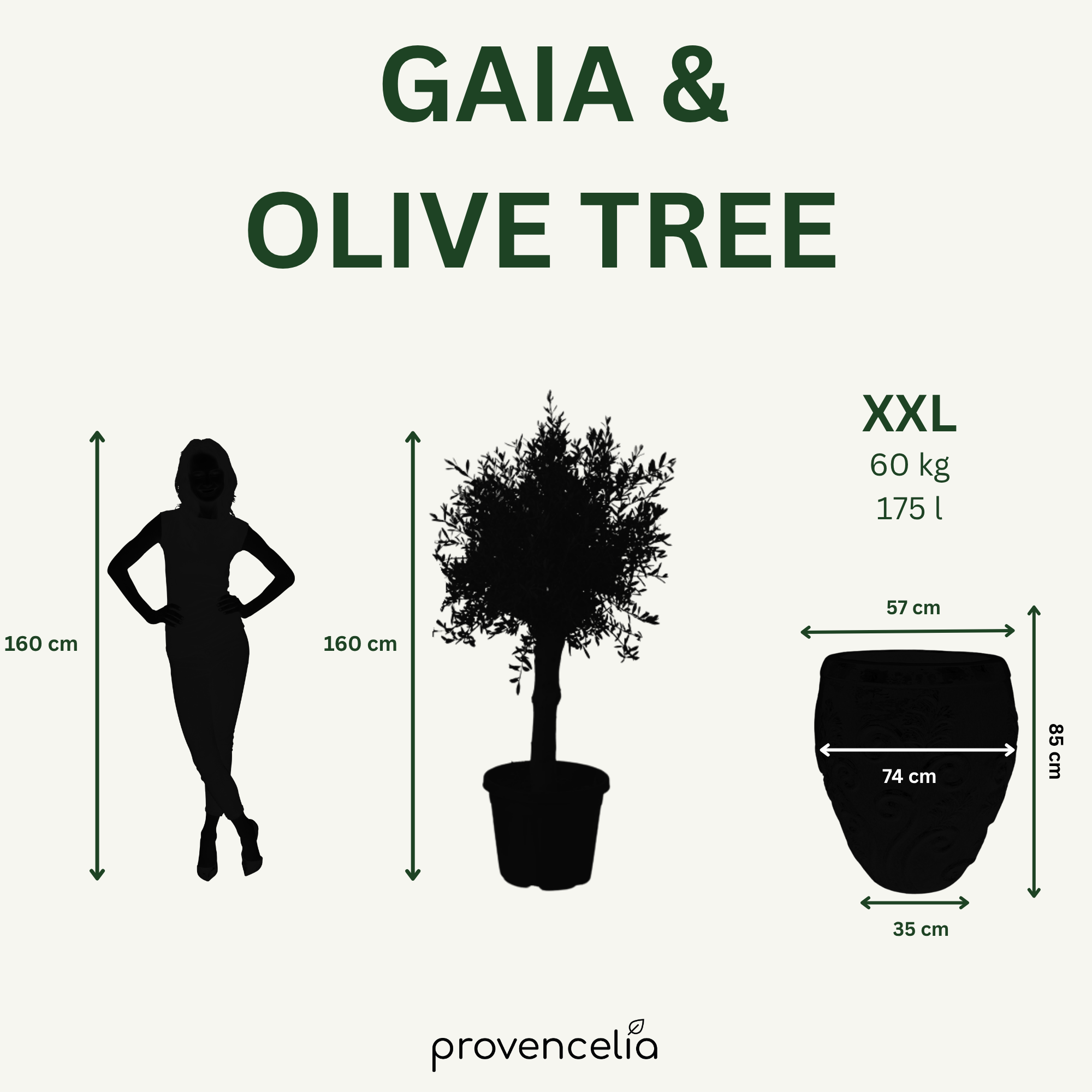 Olivenbaum (starker Stamm) im Topf GAIA 75×78cm — Tropengrün