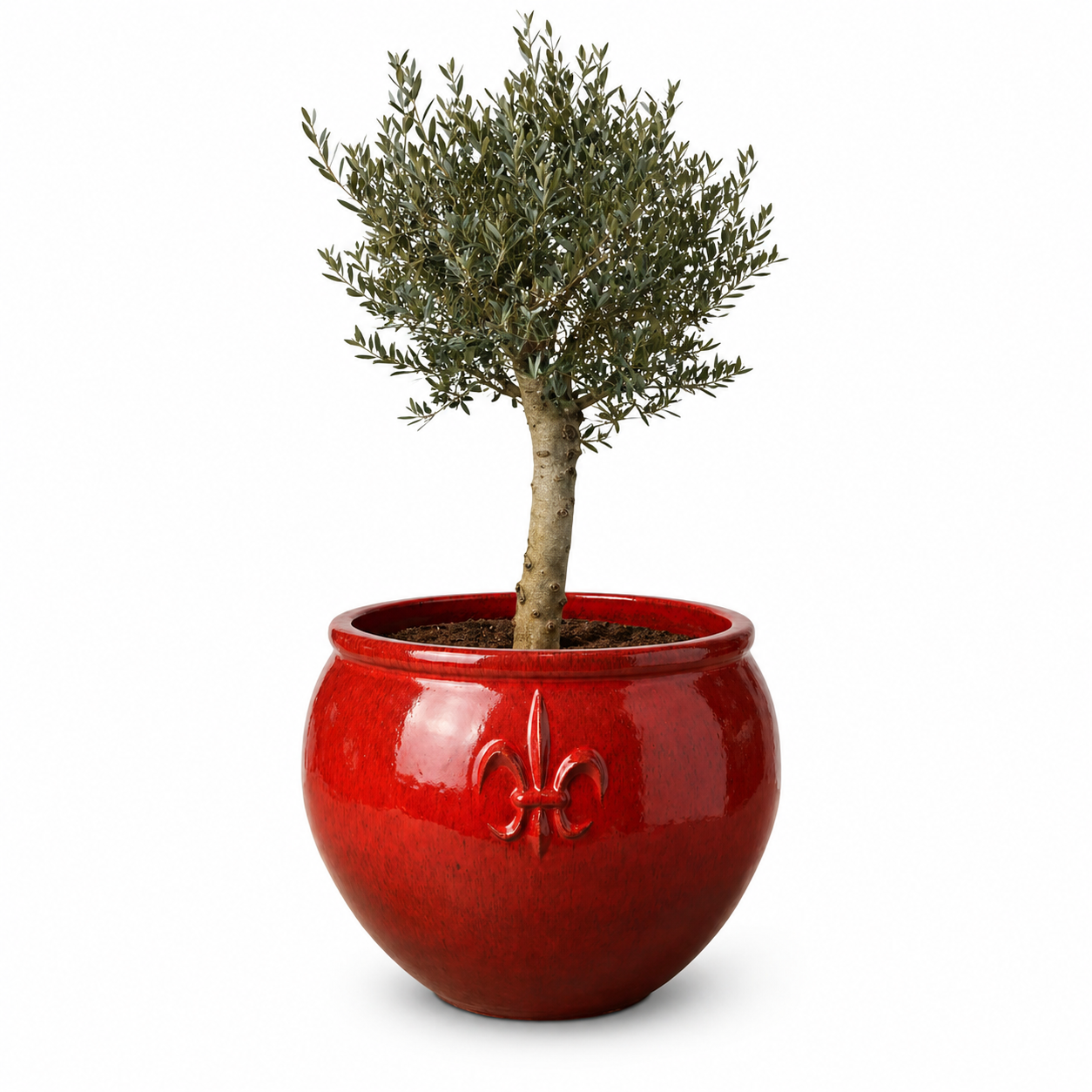 Olivenbaum im Topf CLOVIS (starker Stamm) 86×64cm — Tropenrot