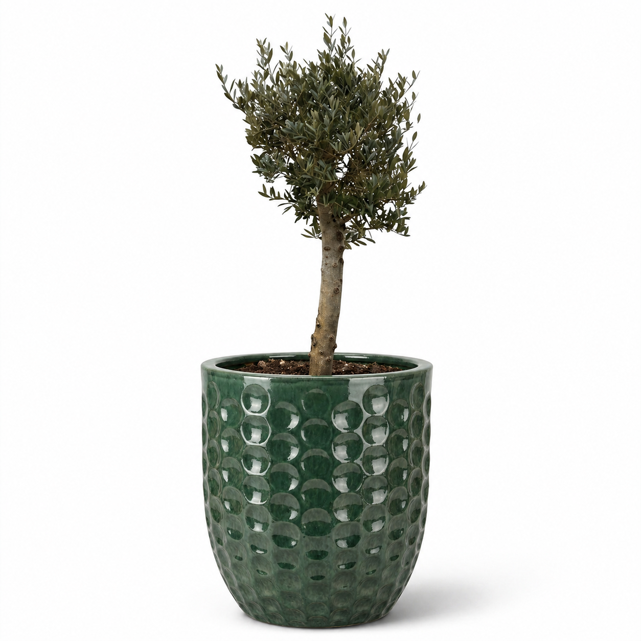 Olivenbaum-Set + Merovee 55×65 cm Jade