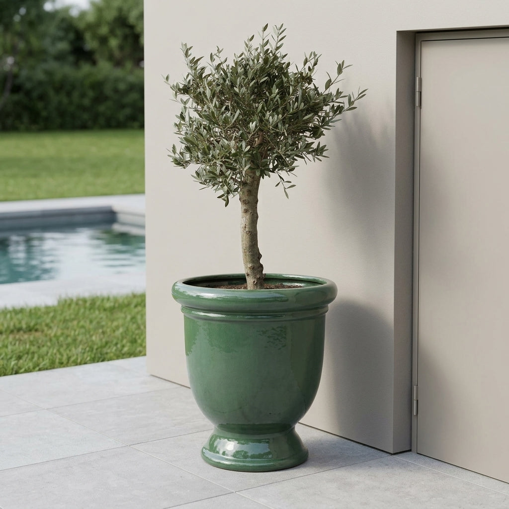 Olivenbaum kräftiger Stamm im Pflanzkübel TITAN Jade – draußen auf der Terrasse