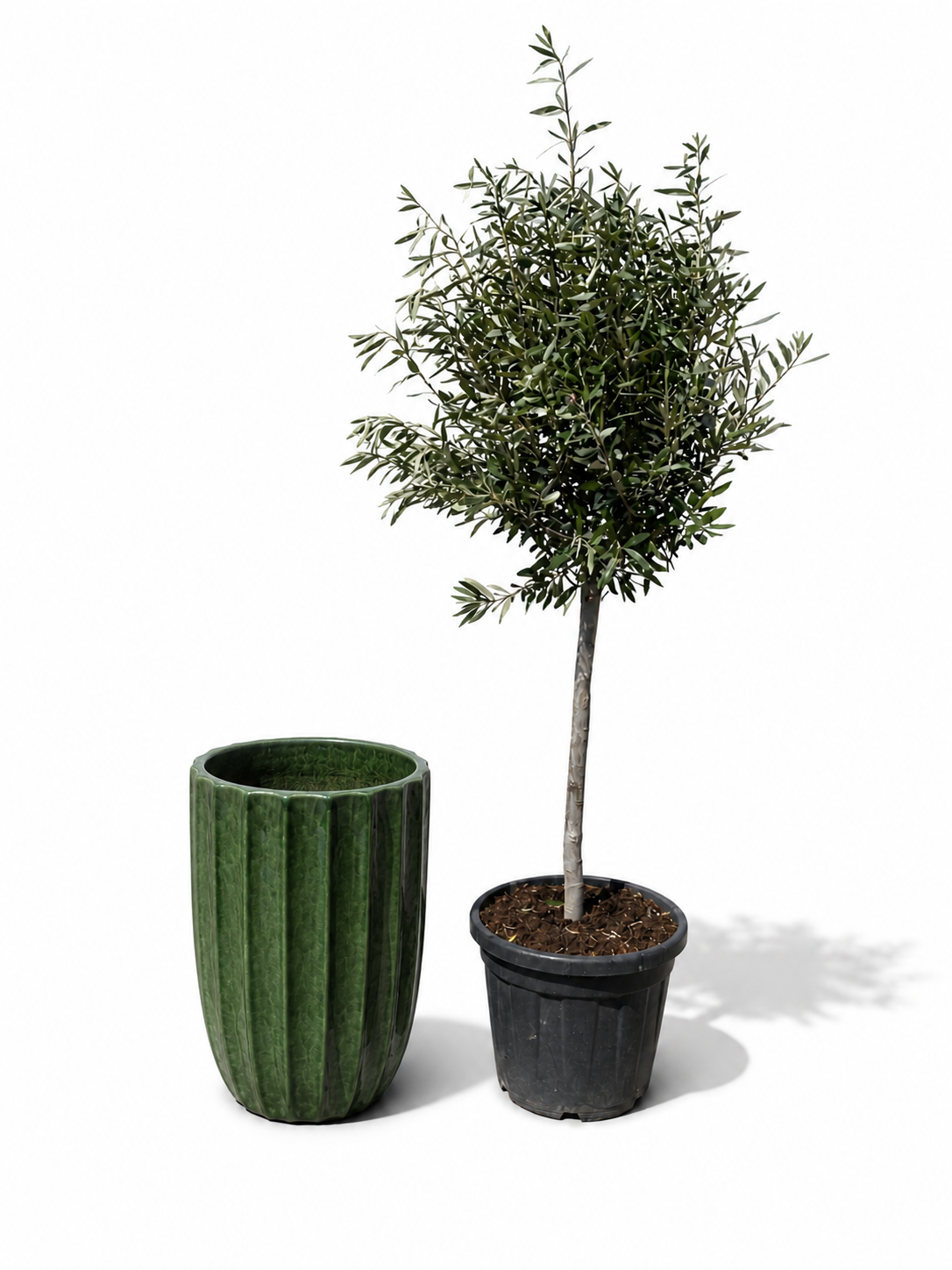 Olivenbaum-Set + Hugo 44×59 cm Dschungelgrün