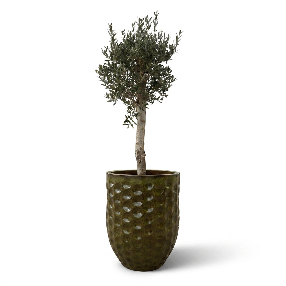 Olivenbaum (starker Stamm) im Topf MEROVEE 55×65cm — Tropengrün