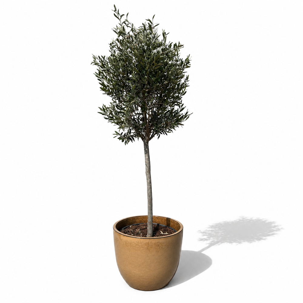 Olivenbaum (schlanker Stamm) im Topf LANCELOT 47×41cm — Wüstengelb