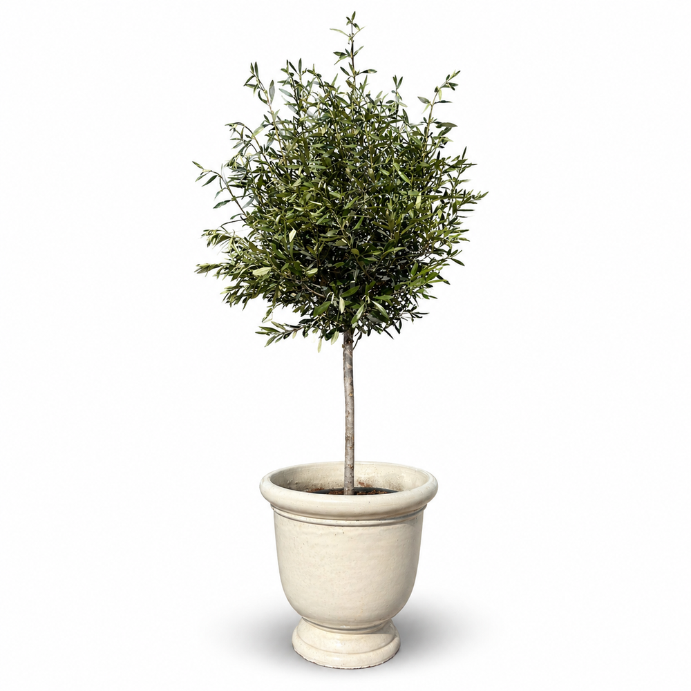 Olivenbaum (schlanker Stamm) im Topf TITAN 53×55cm — Cremefarben