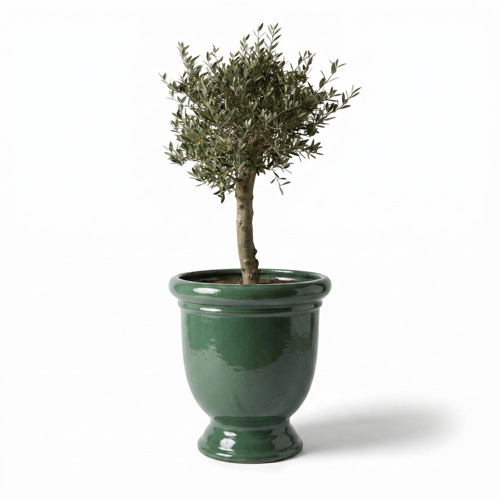 Olivenbaum (starker Stamm) im Topf TITAN 72×75cm — Jade
