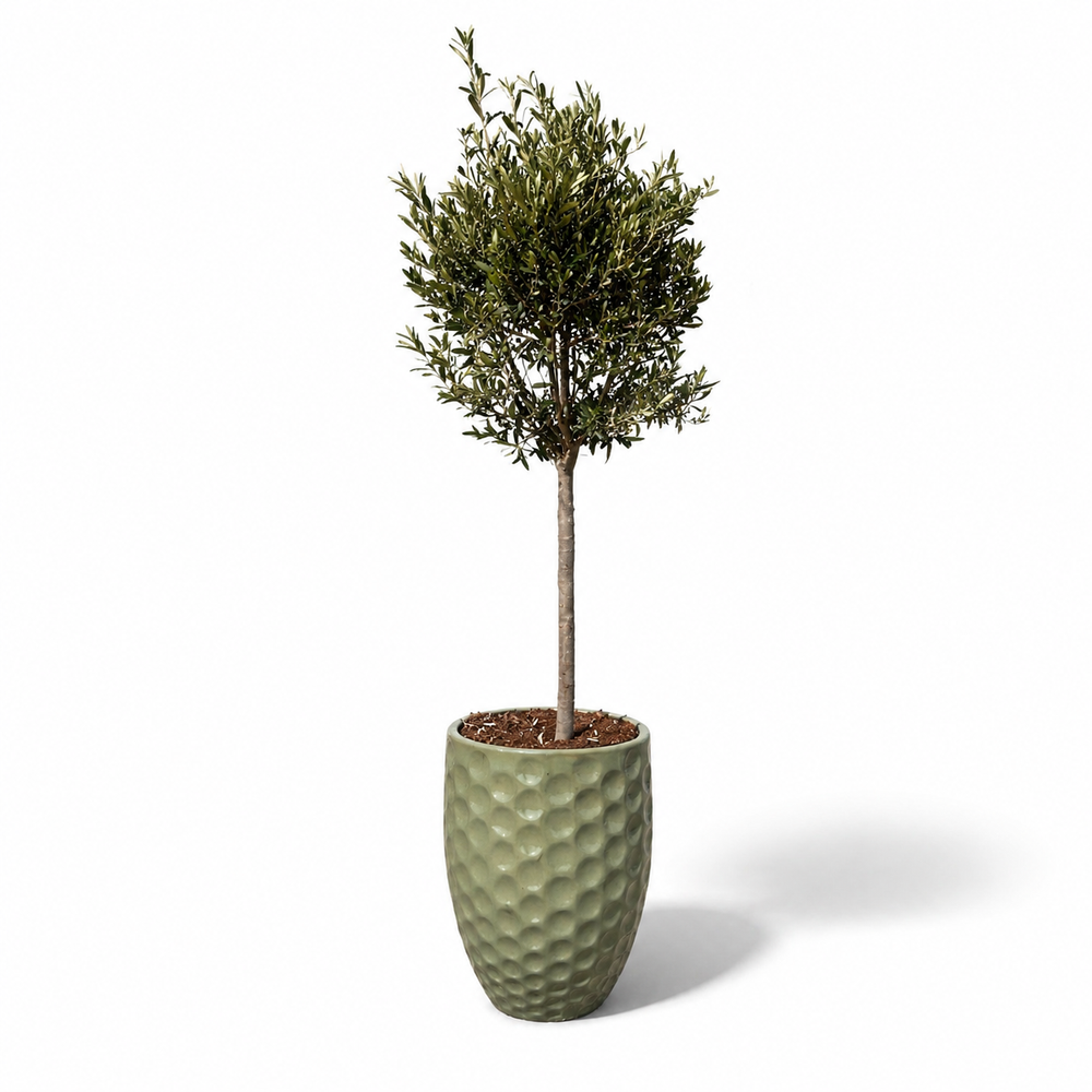 Olivenbaum (schlanker Stamm) im Topf MEROVEE 42×55cm — Jade-Perle