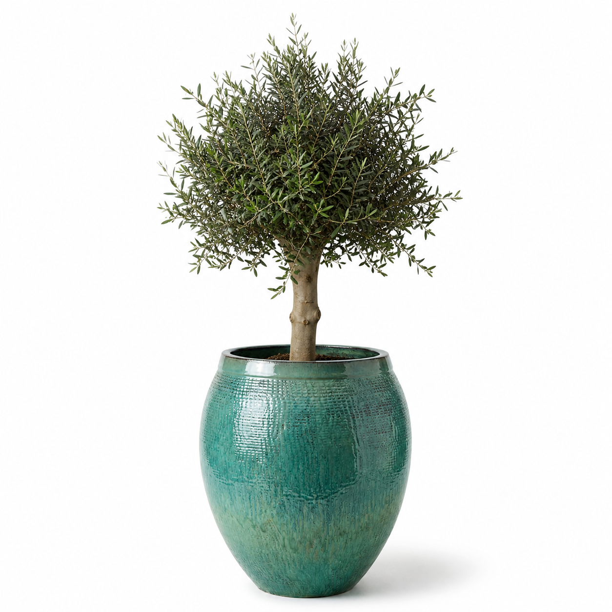 Olivenbaum im Topf COCOON (starker Stamm) 66×76cm — Meeresblau