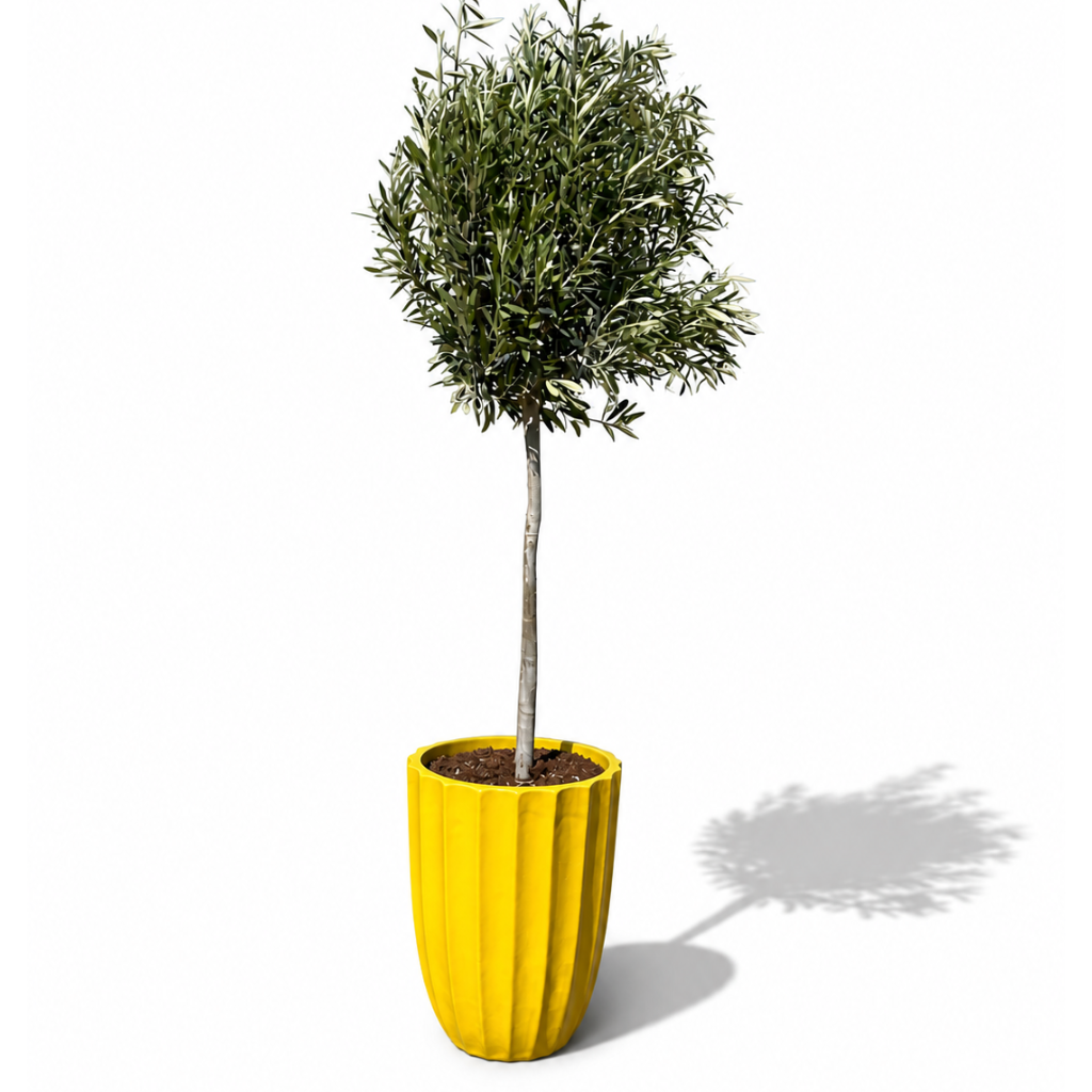 Olivenbaum-Set + Hugo 44×59 cm Gelb