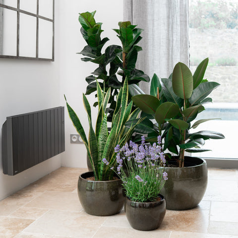 Keramik-Blumentopf ROMULUS - Tropengrün