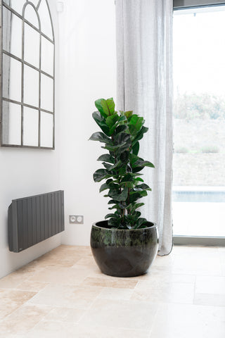 Keramik-Blumentopf Romulus - Grün und Schwarz