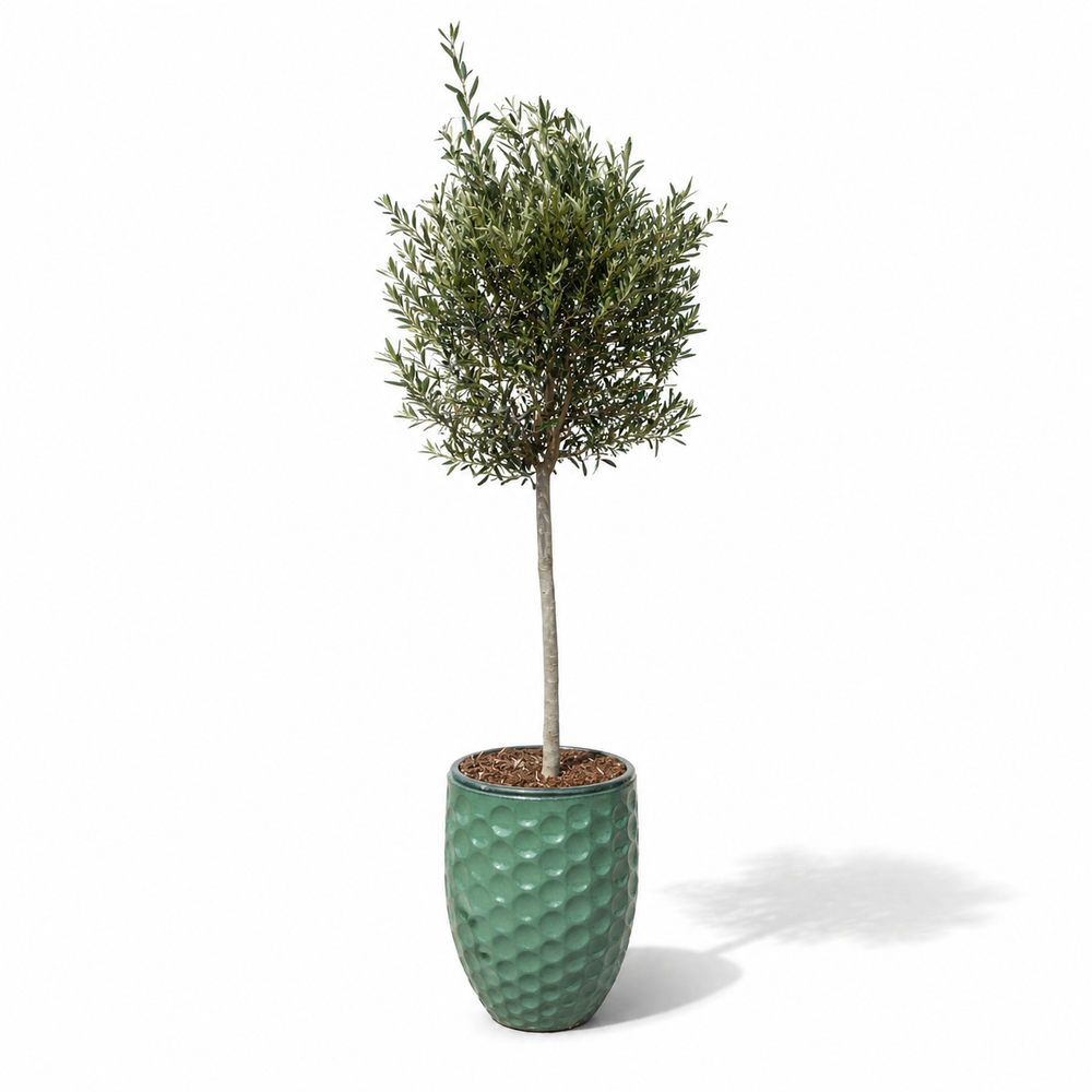 Olivenbaum (schlanker Stamm) im Topf MEROVEE 42×55cm — Jade