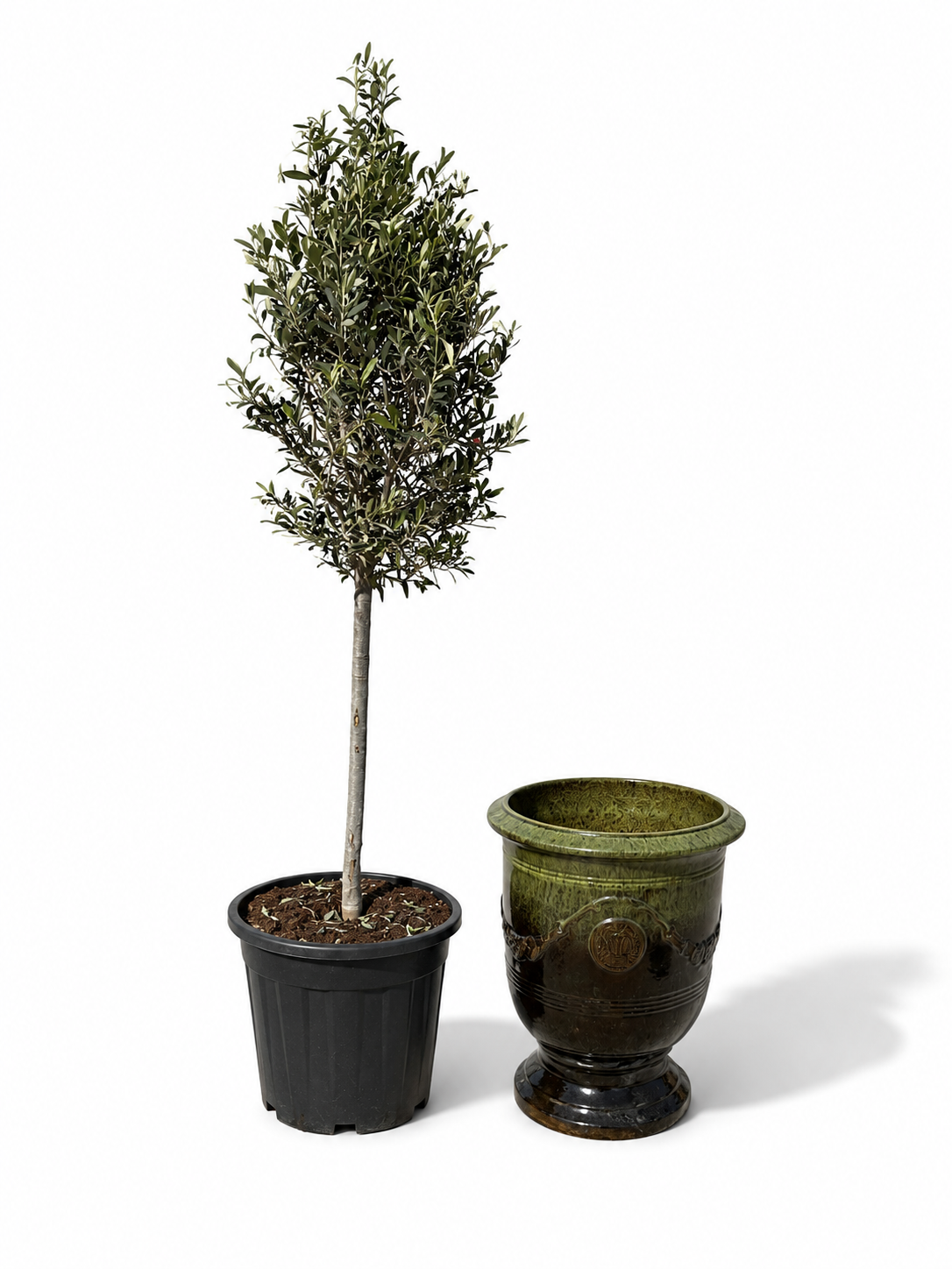 Olivenbaum (schlanker Stamm) im Topf RICHELIEU 46×56cm — Schwarzgrün