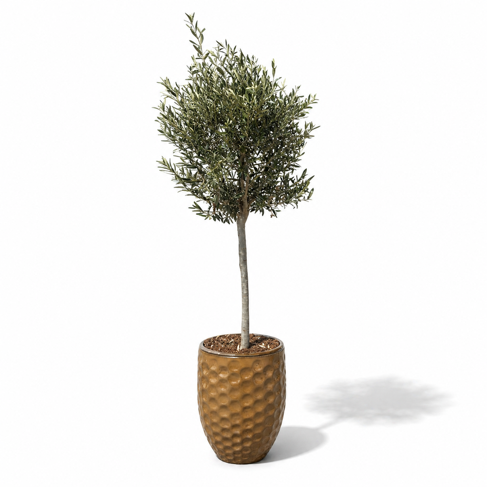 Olivenbaum (schlanker Stamm) im Topf MEROVEE 42×55cm — Wüstengelb