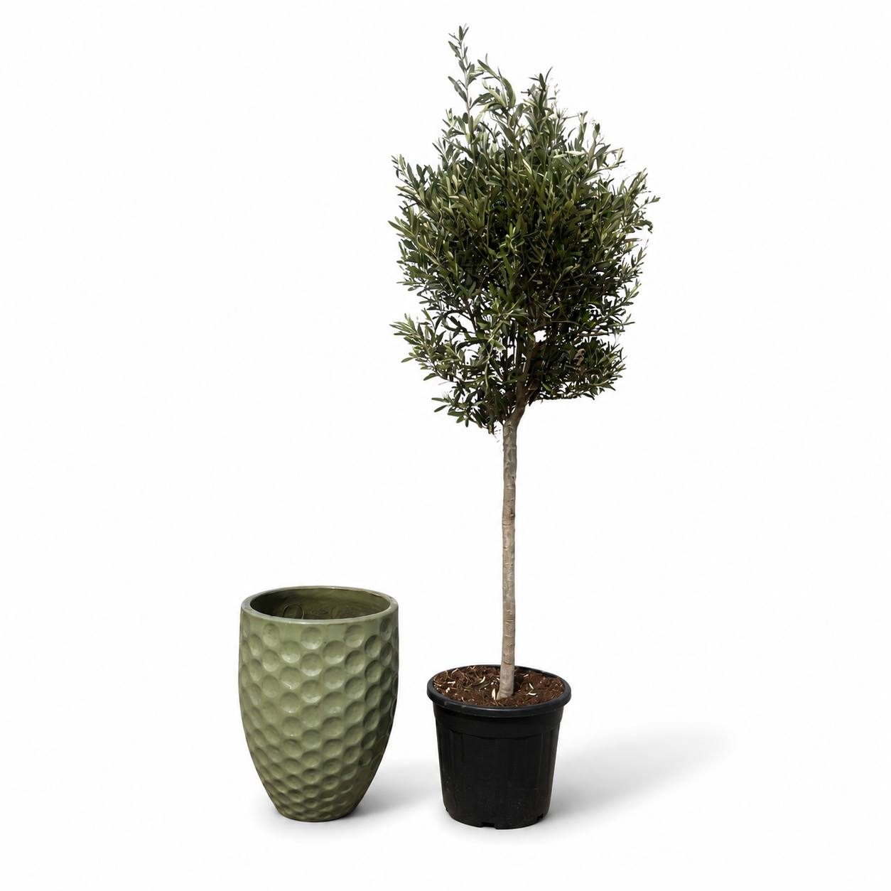 Olivenbaum (schlanker Stamm) im Topf MEROVEE 42×55cm — Jade-Perle
