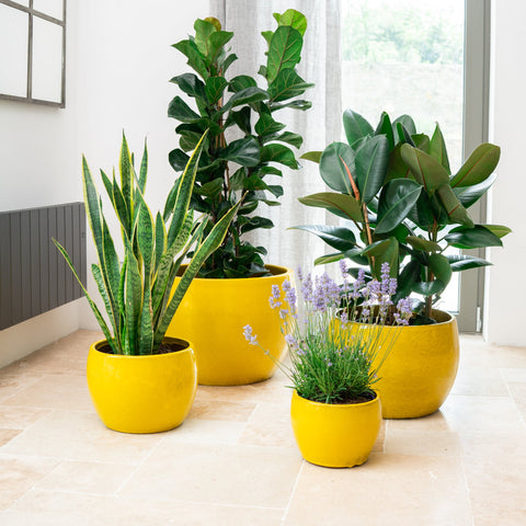 Keramik-Blumentopf ROMULUS - Gelb