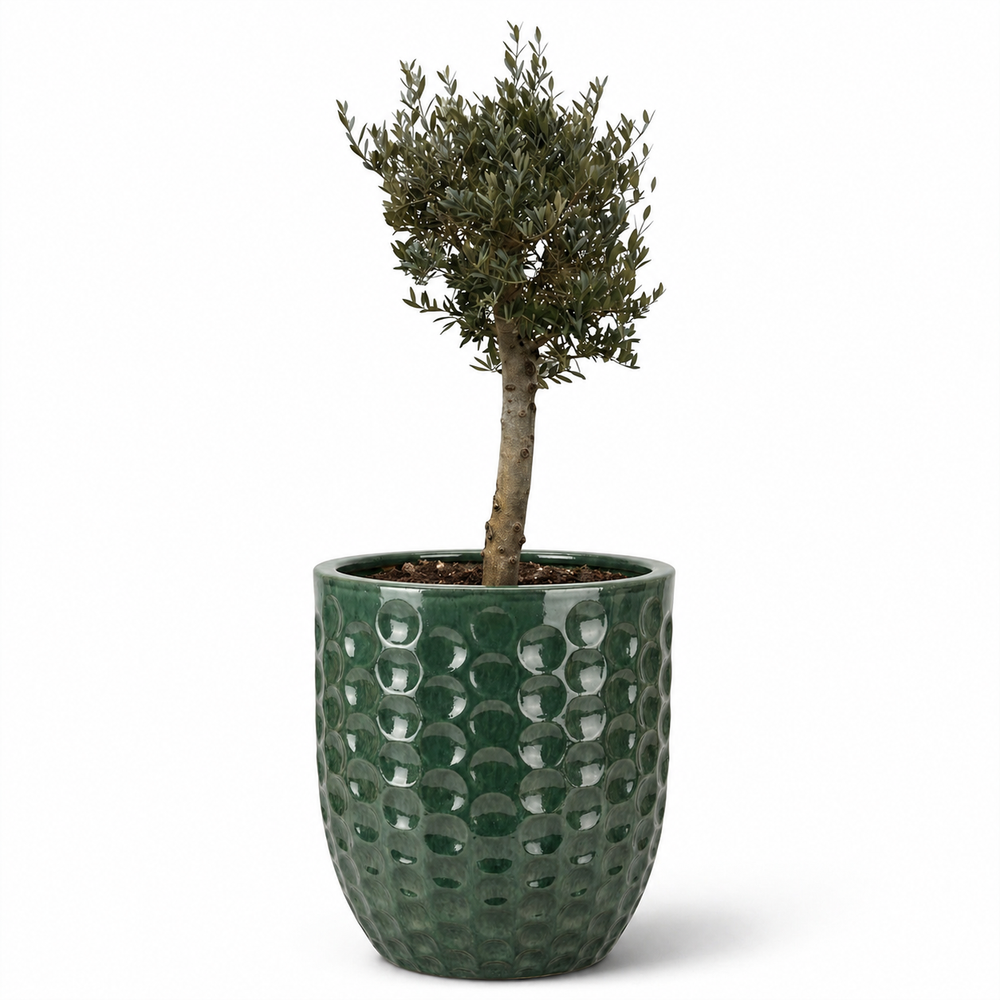 Olivenbaum (starker Stamm) im Topf MEROVEE 55×65cm — Jade