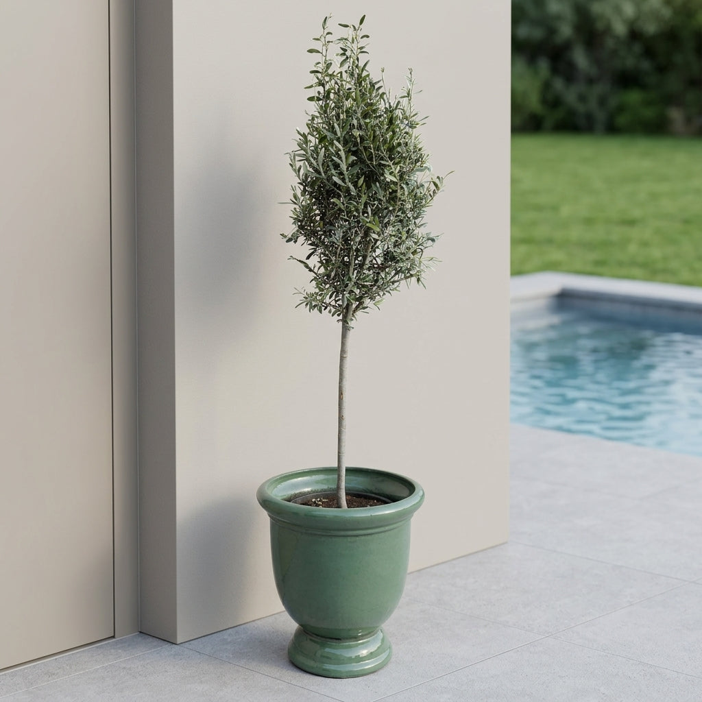 Olivenbaum schlanker Stamm im Pflanzkübel TITAN Jade – draußen auf der Terrasse