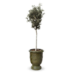 Olivenbaum (schlanker Stamm) im Topf RICHELIEU 46×56cm — Tropengrün