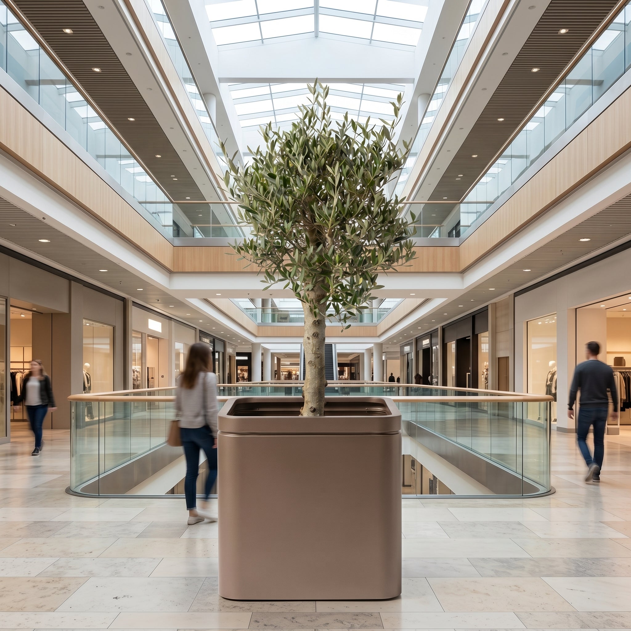 Olivenbaum (starker Stamm) im Topf INFINITY SQUARE 60×60cm — Graubraun