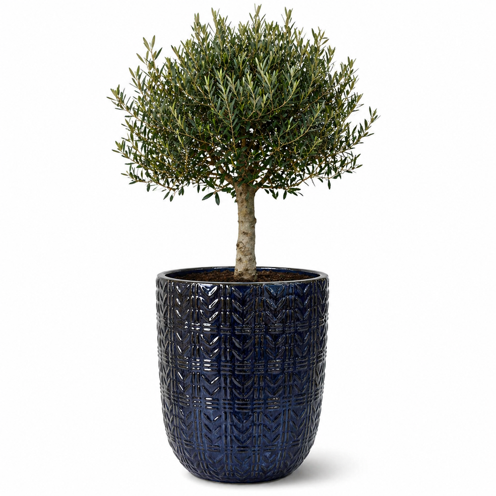 Olivenbaum (schlanker Stamm) im Topf MERCURE 51×63cm — Saphirblau