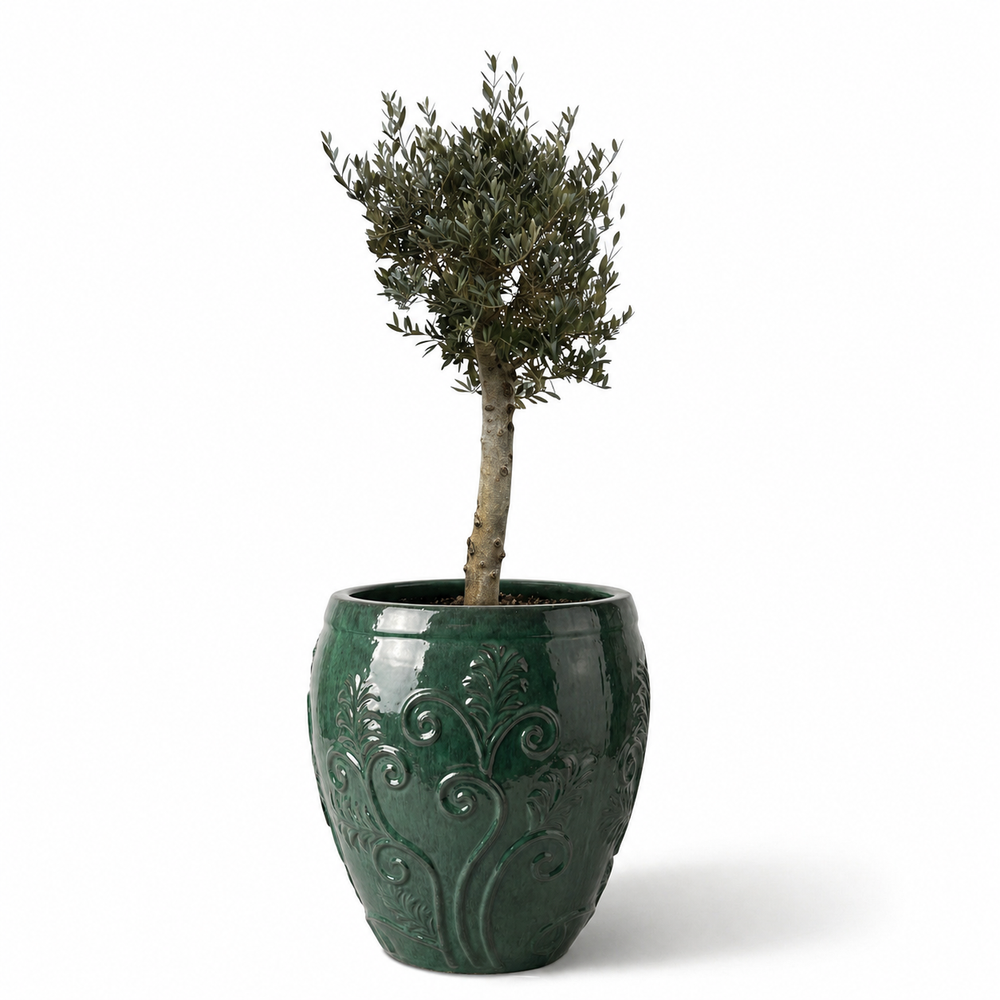 Olivenbaum (starker Stamm) im Topf GAIA 75×78cm — Jade