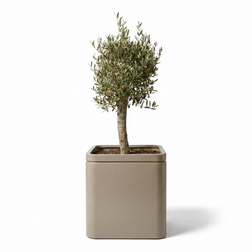 Olivenbaum (starker Stamm) im Topf INFINITY SQUARE 60×60cm — Champagner