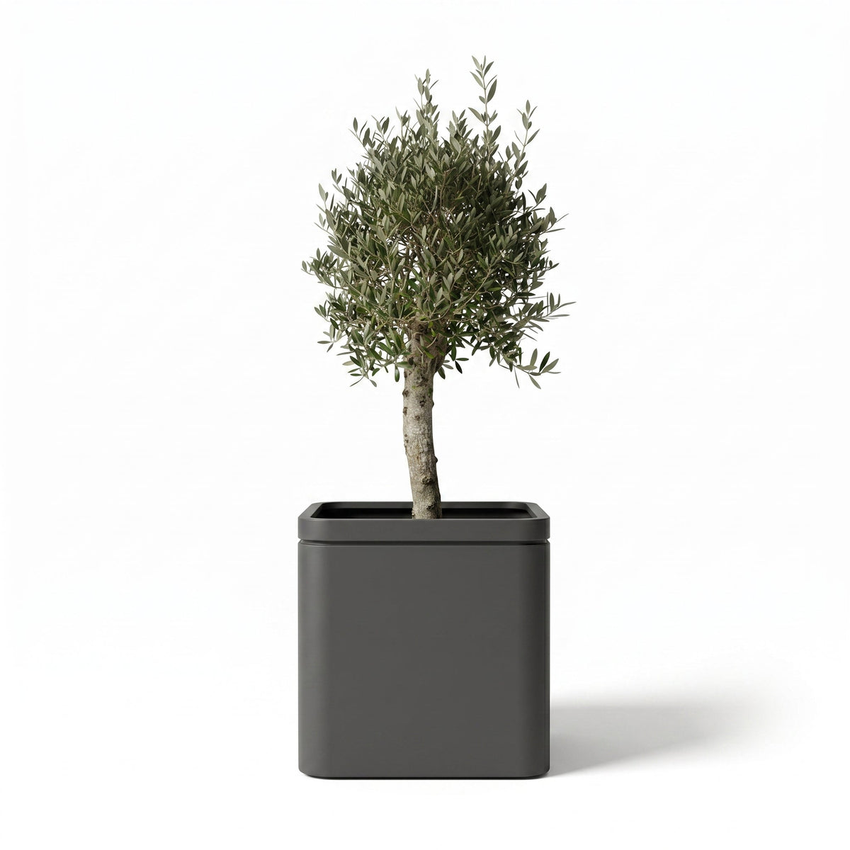 Olivenbaum + Infinity Square Anthrazit
