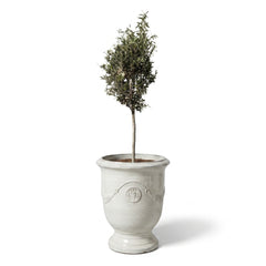 Olivenbaum (schlanker Stamm) im Topf RICHELIEU 46×56cm — Cremefarben