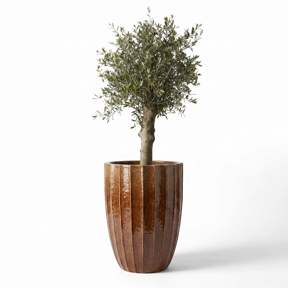 Olivenbaum (starker Stamm) im Topf HUGO 55×71cm — Rinde