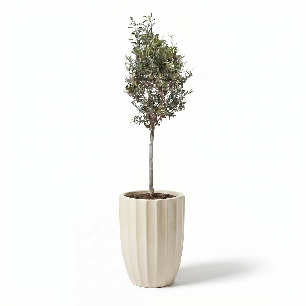 Olivenbaum (schlanker Stamm) im Topf HUGO 44×59cm — Cremefarben