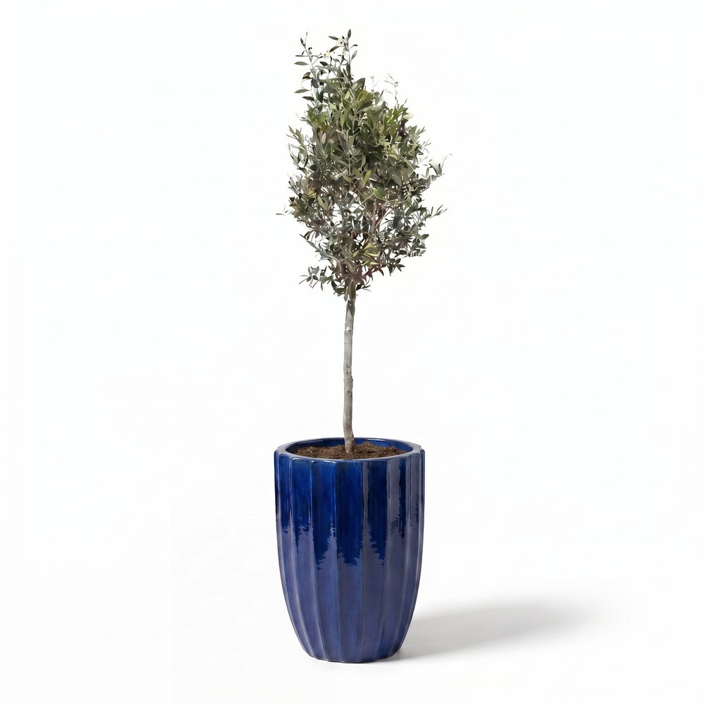 Olivenbaum (schlanker Stamm) im Topf HUGO 44×59cm — Kobaltblau