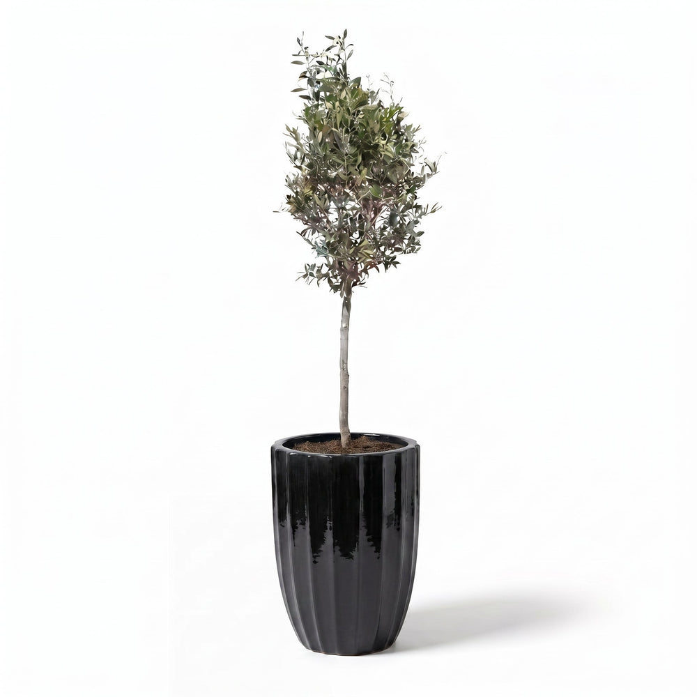Olivenbaum (schlanker Stamm) im Topf HUGO 44×59cm — Schwarz