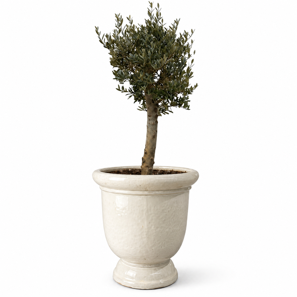 Olivenbaum (starker Stamm) im Topf TITAN 72×75cm — Cremefarben