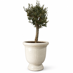 Olivenbaum (starker Stamm) im Topf TITAN 72×75cm — Cremefarben