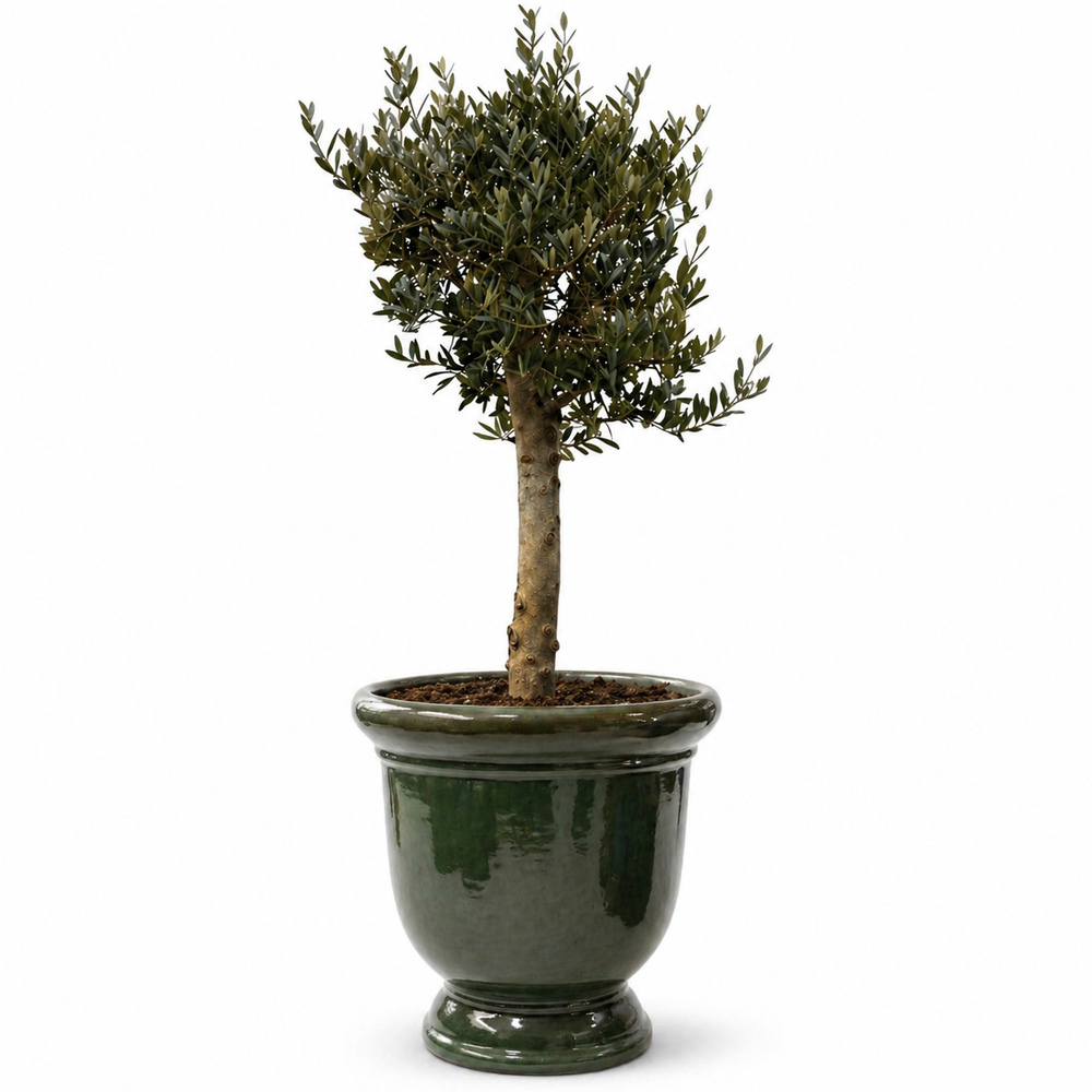 Olivenbaum (starker Stamm) im Topf TITAN 72×75cm — Tropengrün