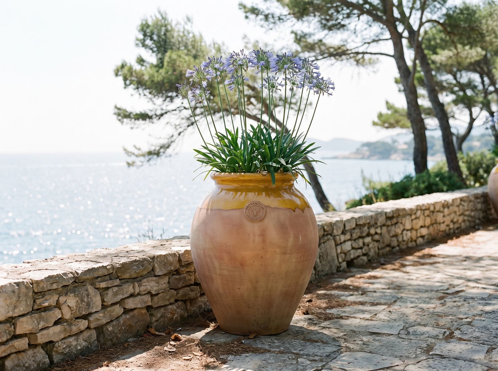 Biot mit Agapanthus an einer Steinmauer über dem Meer